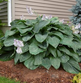 SHADOWLAND; 'EMPRESS WU' - Photo by: Proven Winners.