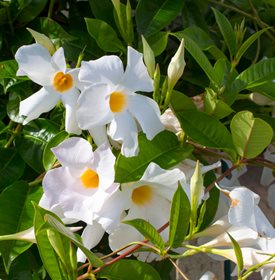 White Mandevilla
