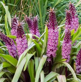 Eucomis 'Joy's Purple'