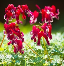 Dicentra formosa ‘Burning Hearts’ - Photo by: Colette3 / Shutterstock.