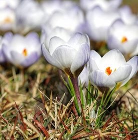 Crocus chrysanthus ‘Blue Pearl’ - Photo by: Panther Media GmbH / Alamy Stock Photo.