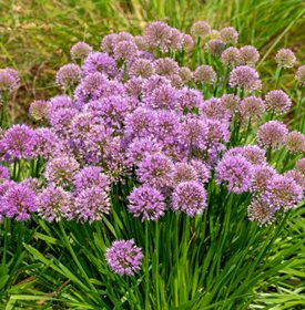 Allium 'millenium'
Shutterstock.com
New York, NY