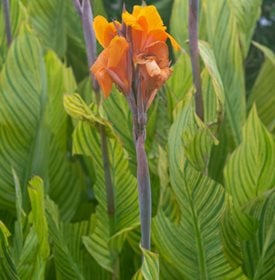 Bengal Tiger variegated canna lily