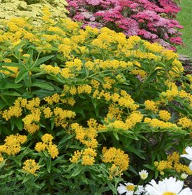 Asclepias tuberosa (butterfly weed) - Photo by: Proven Winners