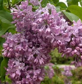 Syringa vulgaris 'Lavender Lady' - Photo by: Rock Giguere / Millette Photomedia