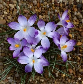 Crocus tommasinianus ‘Pictus’ - Photo by: Florapix / Alamy Stock Photo.