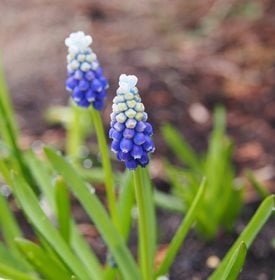 Mt. Hood grape hyacinth