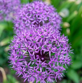 'Serendipity' allium
