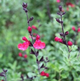 Autumn Sage
