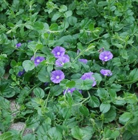 Convolvulus sabatius - Carol Cloud Bailey / Millette Photomedia.