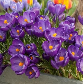 Crocus vernus ‘Flower Record’ - Photo by: Garden World Images, Ltd. / Alamy Stock Photo. 