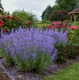 'Denim 'n' Lace' Russian sage