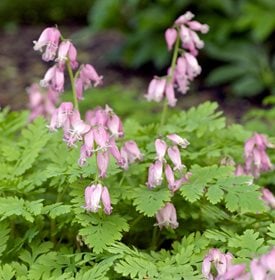 Dicentra ‘Luxuriant’ - Photo by: Garden World Images, Inc. / Alamy Stock Photo.