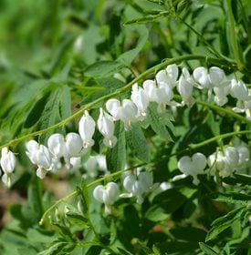 Lamprocapnos spectabilis 'Alba' - Photo by: Iva Villi / Shutterstock. 