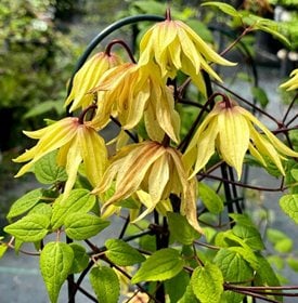 Funyella Clematis