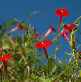 Ipomoea x multifidi (I. sloteri) - Sari ONeal / Shutterstock.