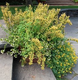 'KUDOS YELLOW' AGASTACHE