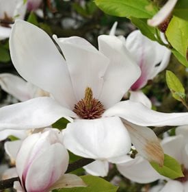 Magnolia xsoulangeana