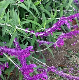 Mexican Bush Sage