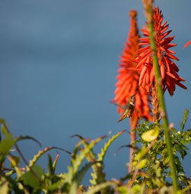 'NANCY'S RED' RED HOT POKER