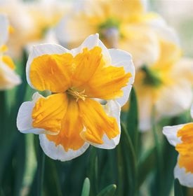 Narcissus 'Sovereign'