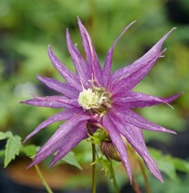 Sparky Purple Clematis