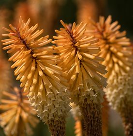 'TAWNY KING' RED HOT POKER