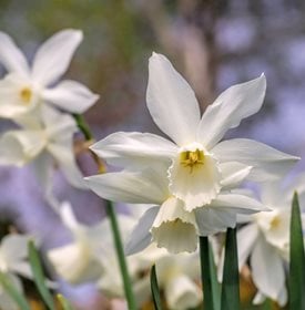 Narcissus 'Thalia'