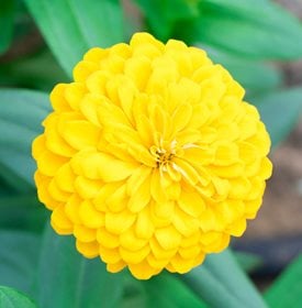 Zinnia elegans Dreamland Series Coral - Shaikh Meraj / Shutterstock.