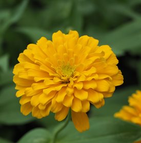 Zinnia Elegans ‘Magellan Yellow’ - Shaikh Meraj / Shutterstock.