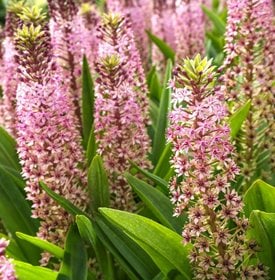 Eucomis 'Pink Gin'