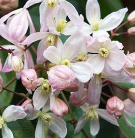 Clematis armandii ‘Apple Blossom’ - Garden World Images Ltd / Alamy Stock Photo.