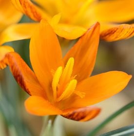 Crocus ‘Orange Monarch’ - Photo by: Chris Burrows /Alamy Stock Photo.