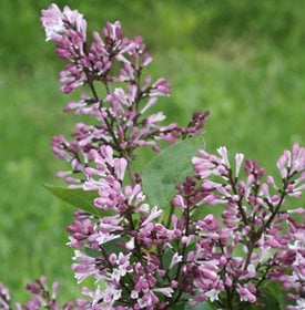 'Baby Kim' lilac. Photo by: Proven Winners.