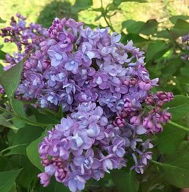 Scentara Double Blue Lilac - Photo by: Proven Winners. 