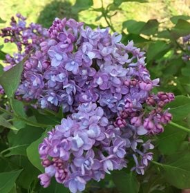 Scentara Double Blue Lilac - Photo by: Proven Winners.