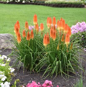 Pyromania® 'Backdraft' Red Hot Poker
