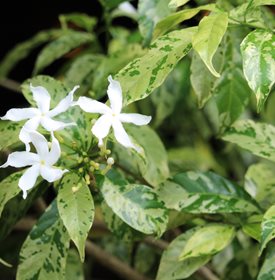Variegated Star Jasmine