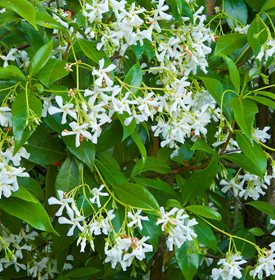 Star Jasmine