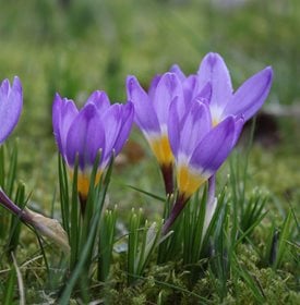 Crocus sieberii ‘Tri-Color’ - Photo by: Geert Naessens / Shutterstock.