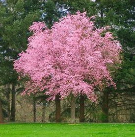 Purple-Leaf Plum Trees - Growing, Care, & 6 Common ...