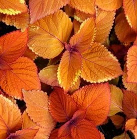 Campfire Coleus - Photo by: Feng Yu / Shutterstock.