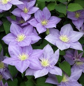 Clematis ‘Cezanne’ - Garden World Images Ltd / Alamy Stock Photo.