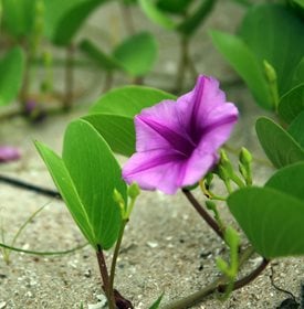 Ipomoea tricolor 'Flying Saucers' - Jjaikla / Shutterstock.
