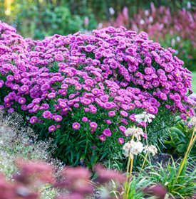 ‘Jenny’ aster - Photo by: Richard Bloom.