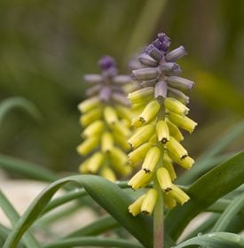 'Golden Fragrance' grape hyacinth