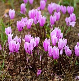 Greek Cyclamen