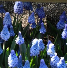 Muscari azureum
