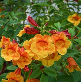 'Orange Jubilee' esperanza