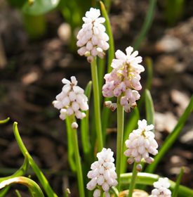 'Pink Sunrise' grape hyacinth